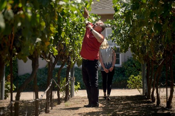 Ron Loder, left, and his wife, Kathy Loder, inspect vines at their home winery in Granite Bay, Calif., on July 26, 2017. (Randall Benton/Sacramento Bee/TNS)