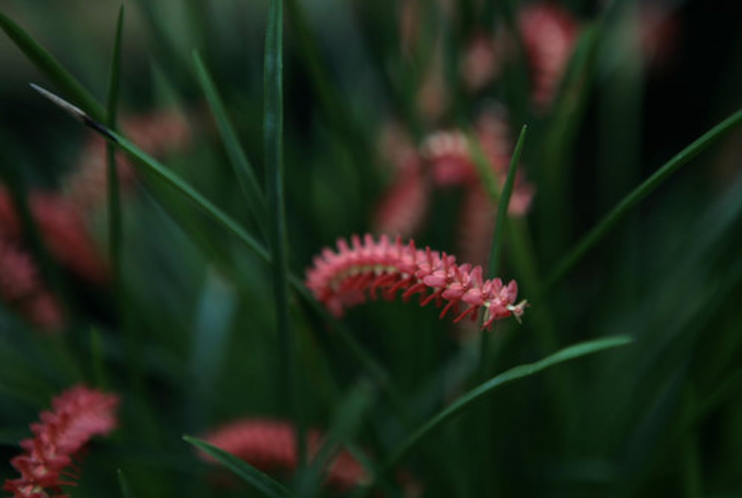 Exhibit puts visitors in 'Orchid Daze'