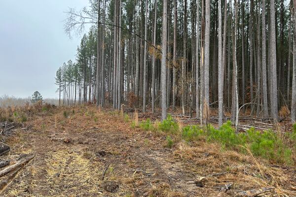 This photo provided by Jeff Bennett shows the trees next to the graves of Black tenant farmers, Dec. 10, 2024, on the former Oak Hill plantation outside of Danville, Va. (Jeff Bennett via AP)