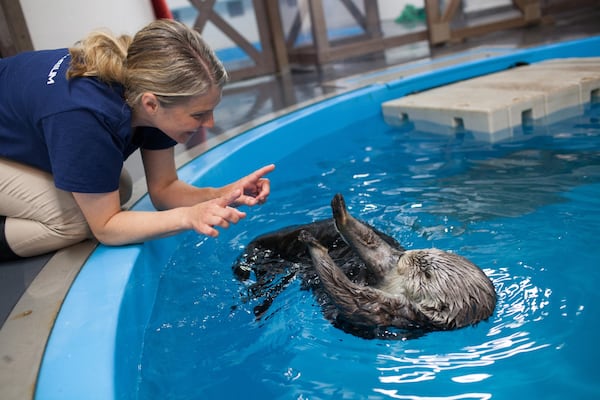 Gracie the sea otter receives individualized care from Gina Fisher, associate curator of mammals and birds at the Georgia Aquarium. CONTRIBUTED BY GEORGIA AQUARIUM