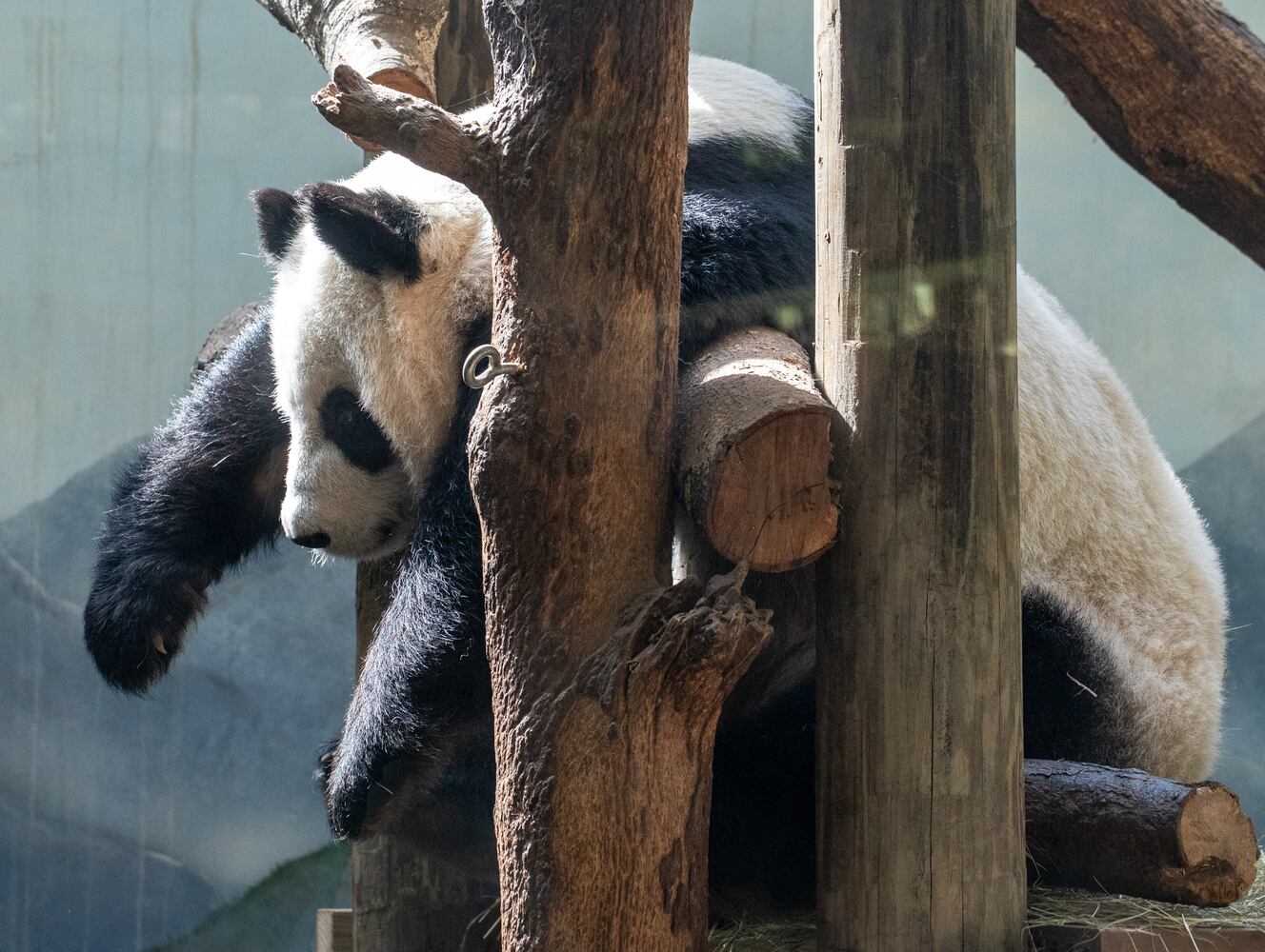 Giant Panda farewell as they go back to China