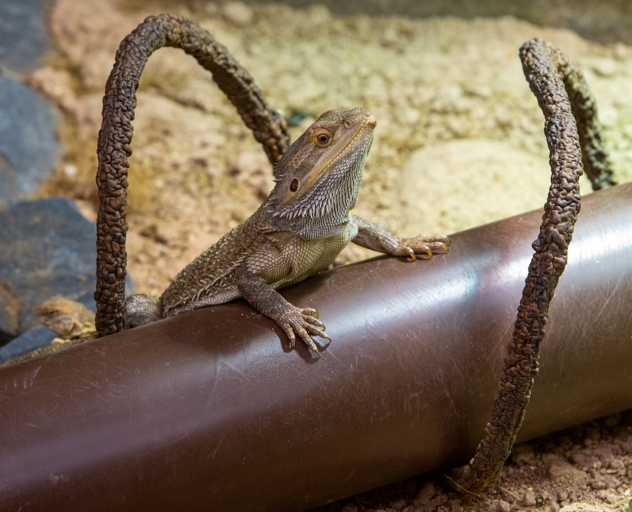 An Egyptian Uromastyx pops his head out during the opening of SeaQuest aquarium in The Mall at Stonecrest. PHIL SKINNER FOR THE ATLANTA JOURNAL-CONSTITUTION.