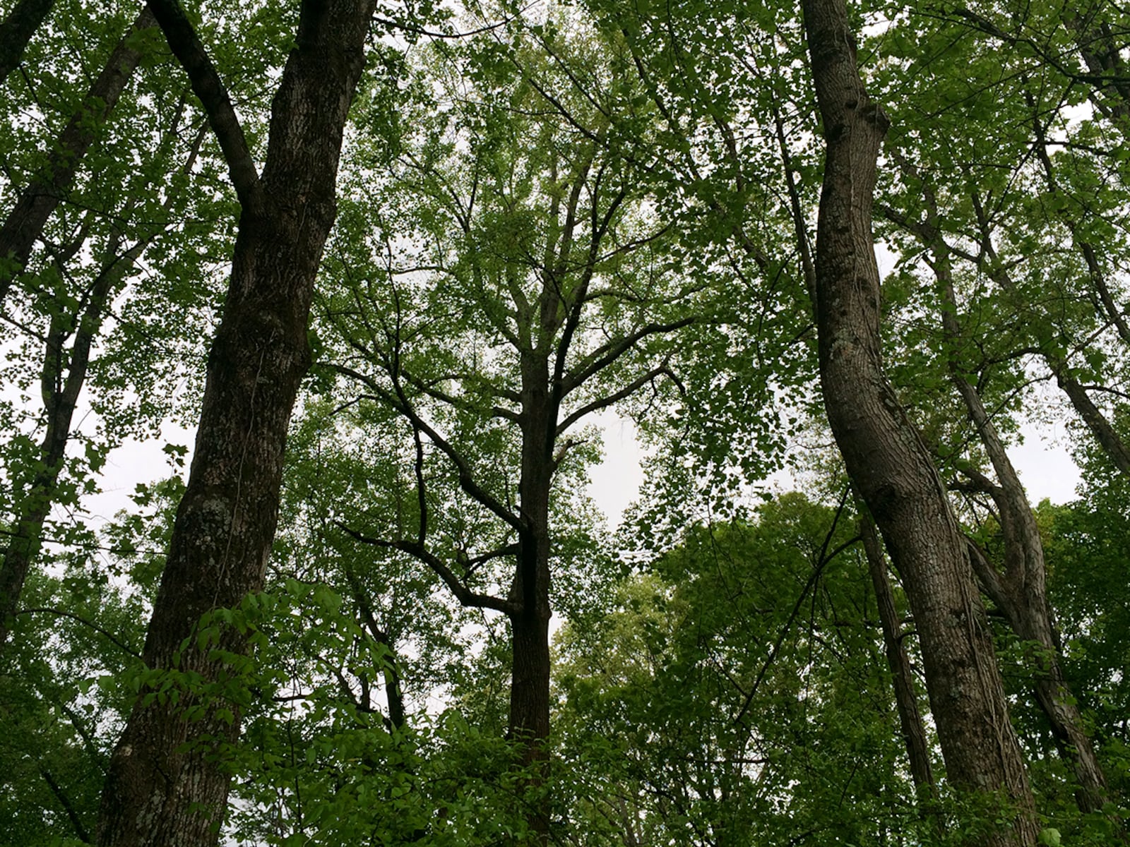 Tulip Poplar near the Bitsy Grant Tennis Center at Atlanta Memorial Park is Atlanta's tallest measured tree.