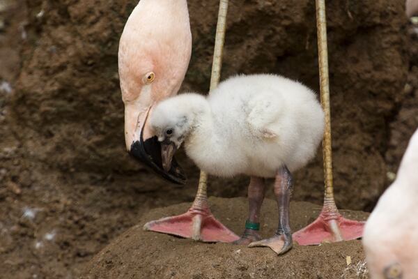 Both male and female flamingos produce a substance called “crop milk” that they feed to their young. Photo: courtesy Zoo Atlanta