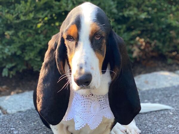 Ruth Basset Ginsburg, the Jolt Dog of the Day, belongs to David Thomas, a Washington, D.C. lobbyist and AJC subscriber. (Courtesy photo)