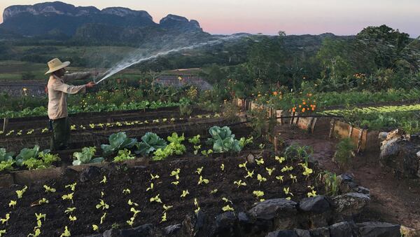 A workers waters an organic farm in Vinales. Organic farming became commonplace in Cuba after access to pesticides and fertilizers dried up with the collapse of the Soviet Union. (Lori Rackl/Chicago Tribune/TNS)