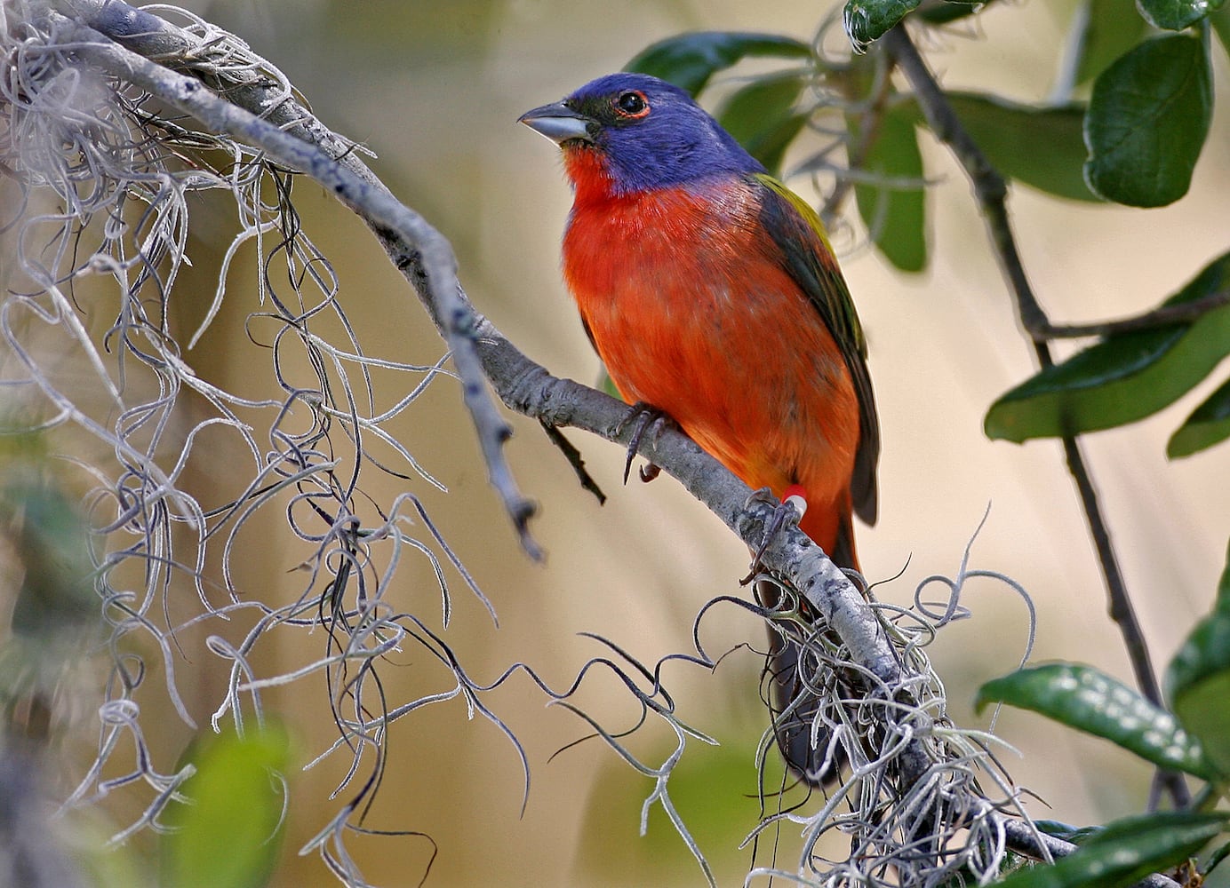 Coastal birds of Georgia