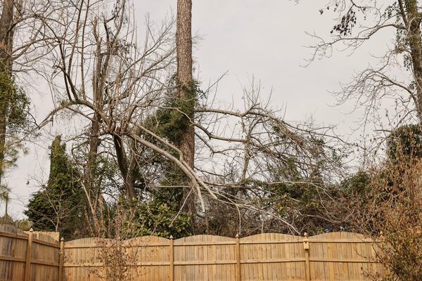 Damaged trees from the aftermath of last January’s tornado remain in Crystal Luke's backyard in LaGrange.