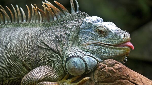 Stock photo of an iguana.