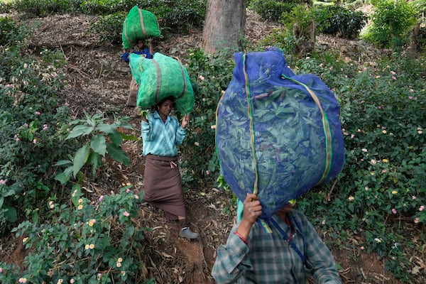 Workers carry sacks of tea leaves before handing over to a contractor at a tea estate in Nilgiris district, India, Wednesday, Sept. 25, 2024. (AP Photo/Aijaz Rahi)