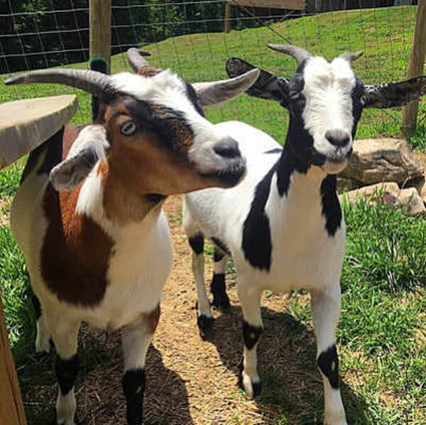 The namesake Fainting Goats at Fainting Goat Winery in Jasper