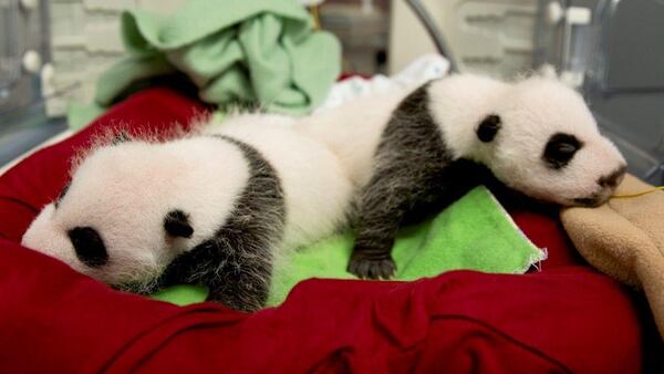 The second set of panda twins was born at Zoo Atlanta Sept. 3 and they are more than a month old, a significant milestone for cubs. Right now they are called Cub A and Cub B, but in accordance with Chinese tradition they will be named at 100 days. They were born to Lun Lun and Yang Yang, who have produced seven offspring. Photo: Zoo Atlanta