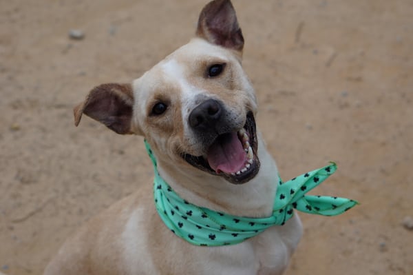 Vicki, a female 3-year-old, is available at Fulton County Animal Services through ID # A490535.