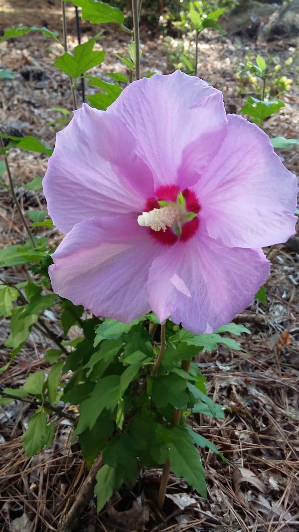 Barbara Mitchell sent in this photo taken in her yard in Villa Rica.