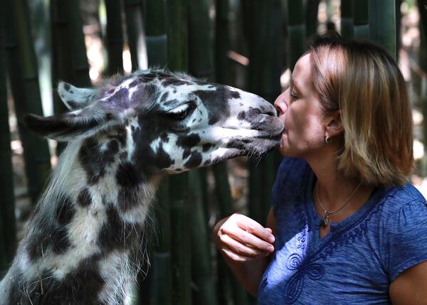 Kara O’Brien gets a smooch from her llama “Figgy” while working at her alpaca treehouse and llama cottage Airbnb property in Atlanta. Curtis Compton/ccompton@ajc.com