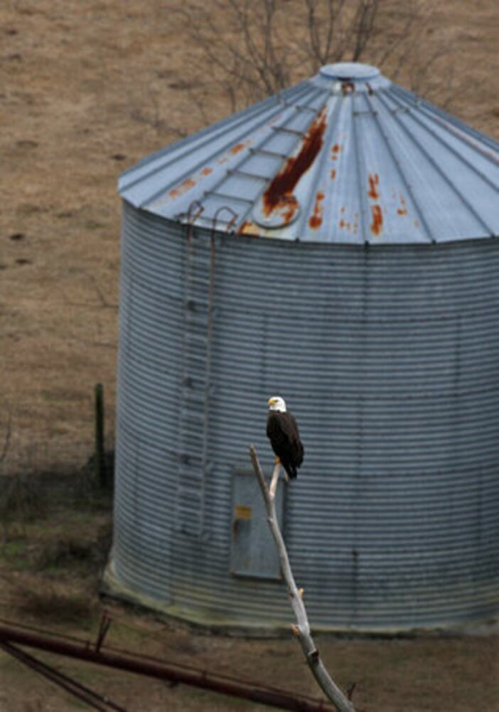 Count shows more bald eagles in Georgia