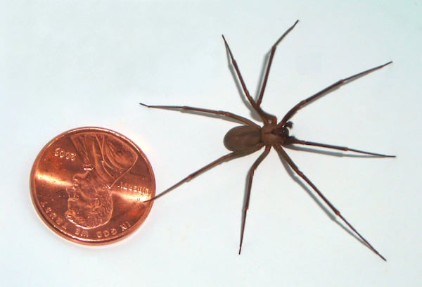 The brown recluse spider in relation to a penny.