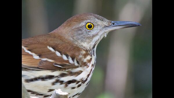 The female brown thrasher gets some help from her male mate in incubating eggs that she lays in a nest. The female develops an incubation patch while the male's patch may be less developed.  
Courtesy of Dan Pancamo/Creative Commons