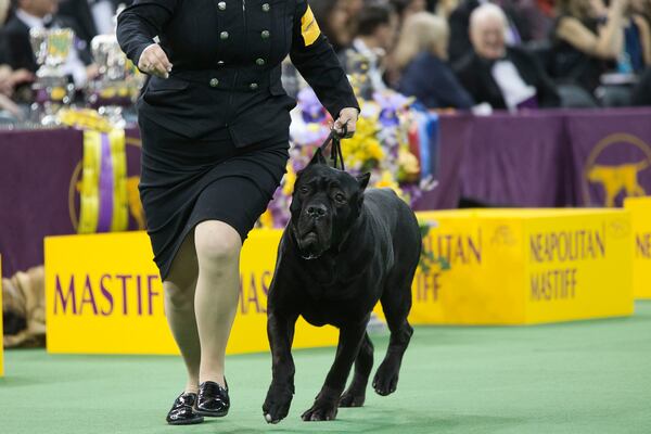 FILE - A cane corso competes at the 140th Westminster Kennel Club dog show, Tuesday, Feb. 16, 2016, at Madison Square Garden in New York. (AP Photo/Mary Altaffer, File)