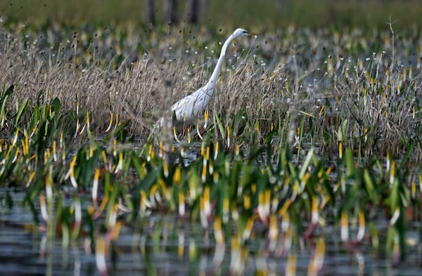 A great egret is seen in the Okefenokee Swamp on Monday, March 18, 2024. (Hyosub Shin/AJC)