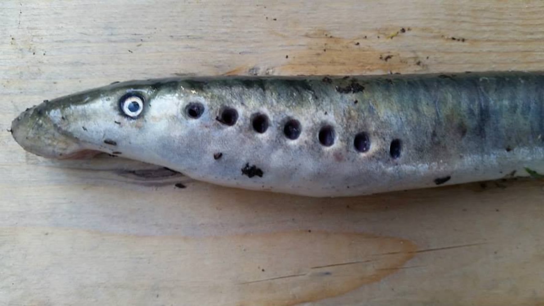 PHOTOS: Terrifying 'vampire fish' falling from the sky in Alaska