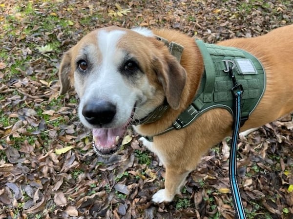 Pork Chop calls Betsy Howerton his person. Along with fostering and adopting dogs, Howerton is also the first woman appointed as as Legislative Counsel in the State of Georgia. (Courtesy photo)