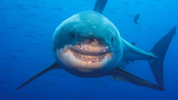 This photograph of a great white shark was taken off Guadalupe Island, Mexico, by adventure photographer Amos Nachoum.  