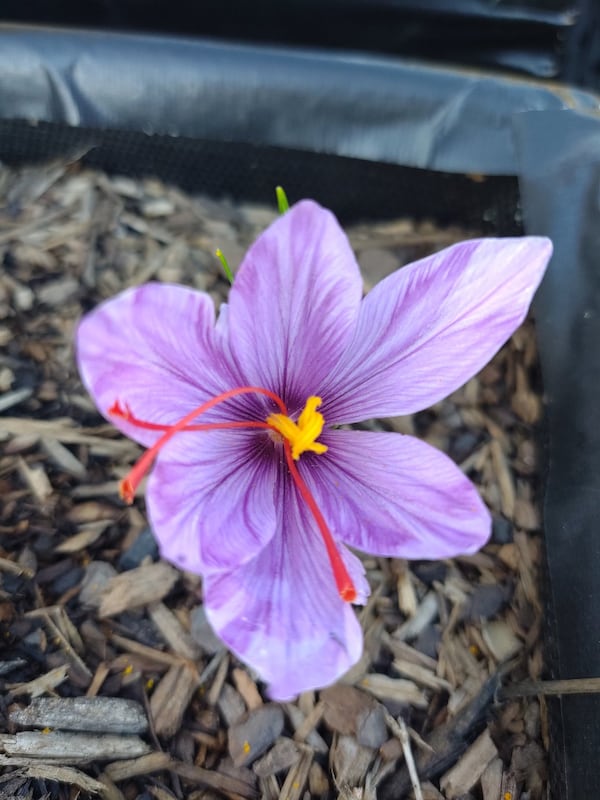 Saffron corms planted in early September yielded the first saffron blossom on Oct. 28. The tiny deep orange threads inside the blossom are the stigma, and that’s what is dried to produce saffron. CONTRIBUTED BY KATIE BRIDGES