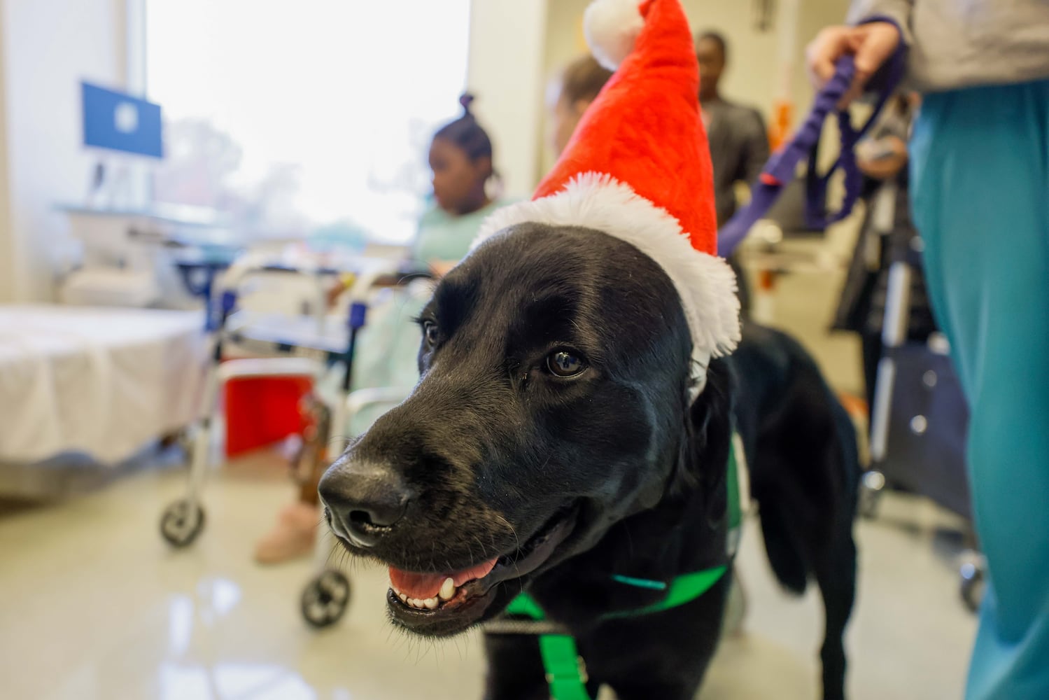 Children's new therapy dog