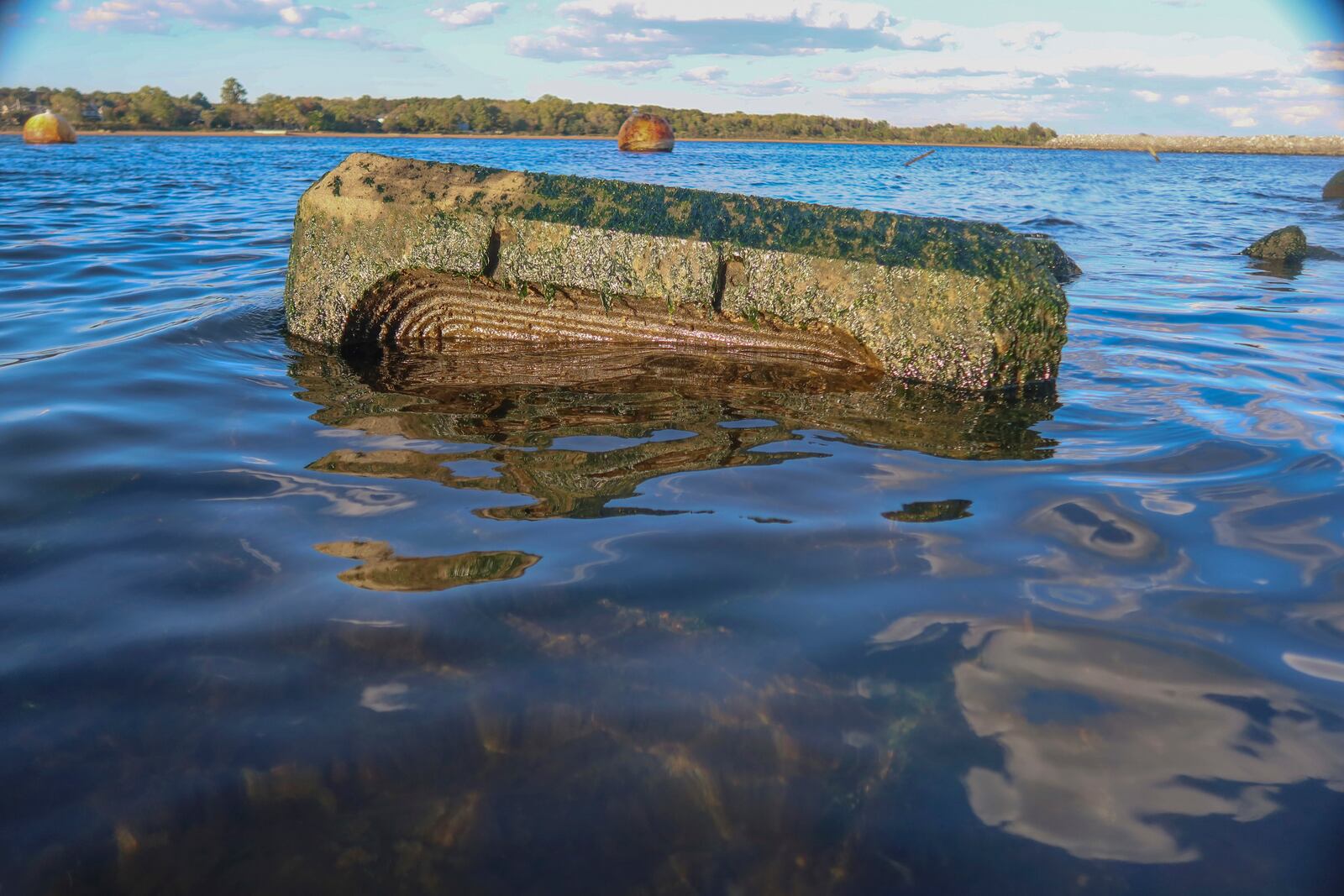 An artificial tide pool cast from "Econcrete" creates a habitat for living creatures shown partially submerged on one of the on eight, eco-friendly Living Breakwaters at the southernmost tip of New York City, off the coast of Staten Island, Wednesday, Oct. 9, 2024. (AP Photo/Cedar Attanasio)