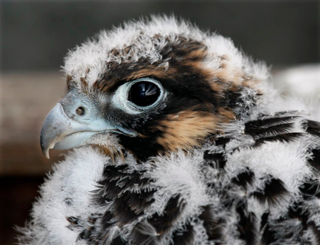 Falcons make a home in Atlanta