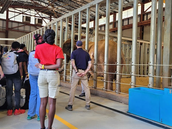 Vet for a Day participants got an upclose view of what it takes to care for Kelly, one of Zoo Atlanta's three elephants.