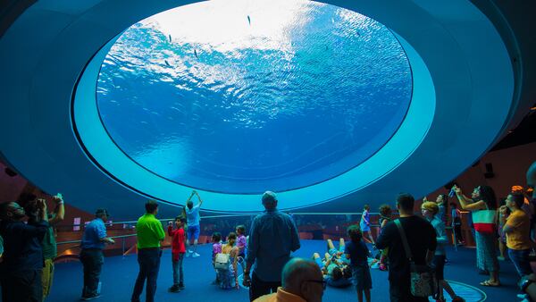 Gulf Stream Aquarium Oculus at the Phillip and Patricia Frost Museum of Science. (Rodrigo Varela for the Phillip and Patricia Frost Museum of Science)