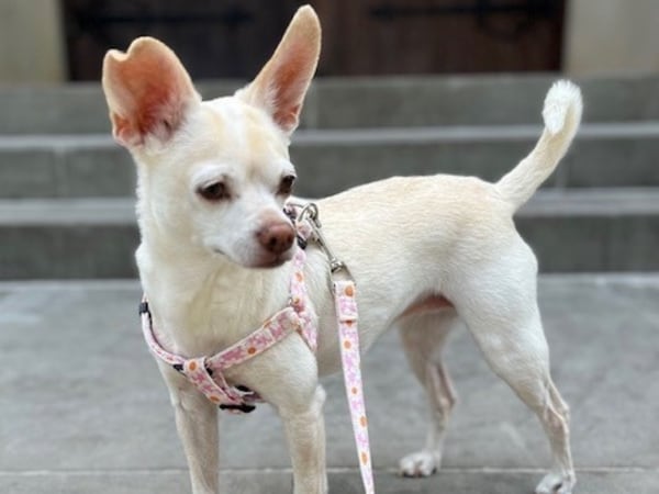 With ears like those, Daisy Mahood is the Politically Georgia podcast's biggest fan. (Courtesy photo)