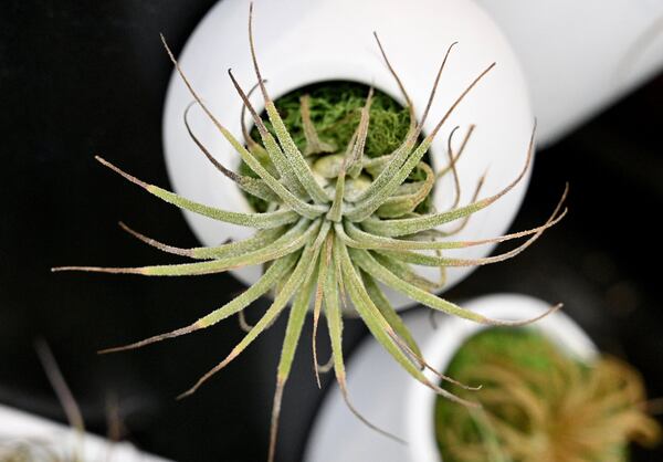 Tillandsia at Pike Nurseries’ Lindbergh location on Thursday, April 30, 2020. (Hyosub Shin / Hyosub.Shin@ajc.com)