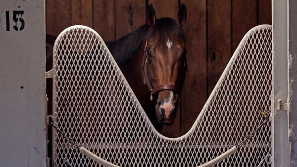 Former Kentucky Derby entrant Omaha Beach stands in his stall at Churchill Downs Thursday, May 2, 2019, in Louisville, Ky. The horse, which was the favorite in the race, dropped out because of a health issue. The 145th running of the Kentucky Derby is scheduled for Saturday, May 4.