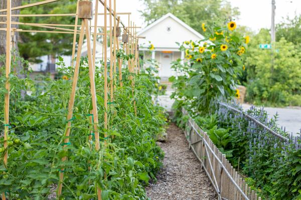 Wisconsin artist Carley Duchac-Lyons's home garden features lots of tomatoes and peppers for use in homemade tomato sauce. Aesthetic low wooden fences, mulched pathways and symmetrical stakes for tomatoes give the garden both functionality and design appeal.
(Courtesy of Derek Trimble)