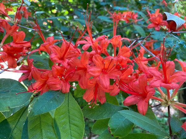 Native Azaleas are just one of many plants on sale at the Chattahoochee Nature Center's Spring Native Plant Sale. COURTESY CHATTAHOOCHEE NATURE CENTER