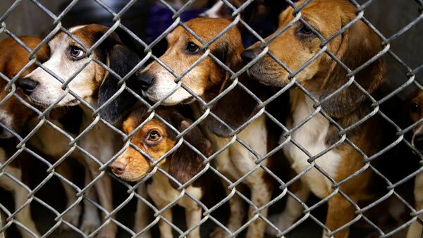 Rescued beagles peers out from their kennel at the The Lehigh County Humane Society in Allentown, Pa., Monday, Oct. 8, 2018. Animal welfare workers removed 71 beagles from a cramped house in rural Pennsylvania, where officials say a woman had been breeding them without a license before she died last month.