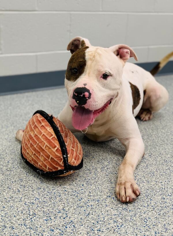 Mushu is this week's adoptable pet from the folks at Lifeline.