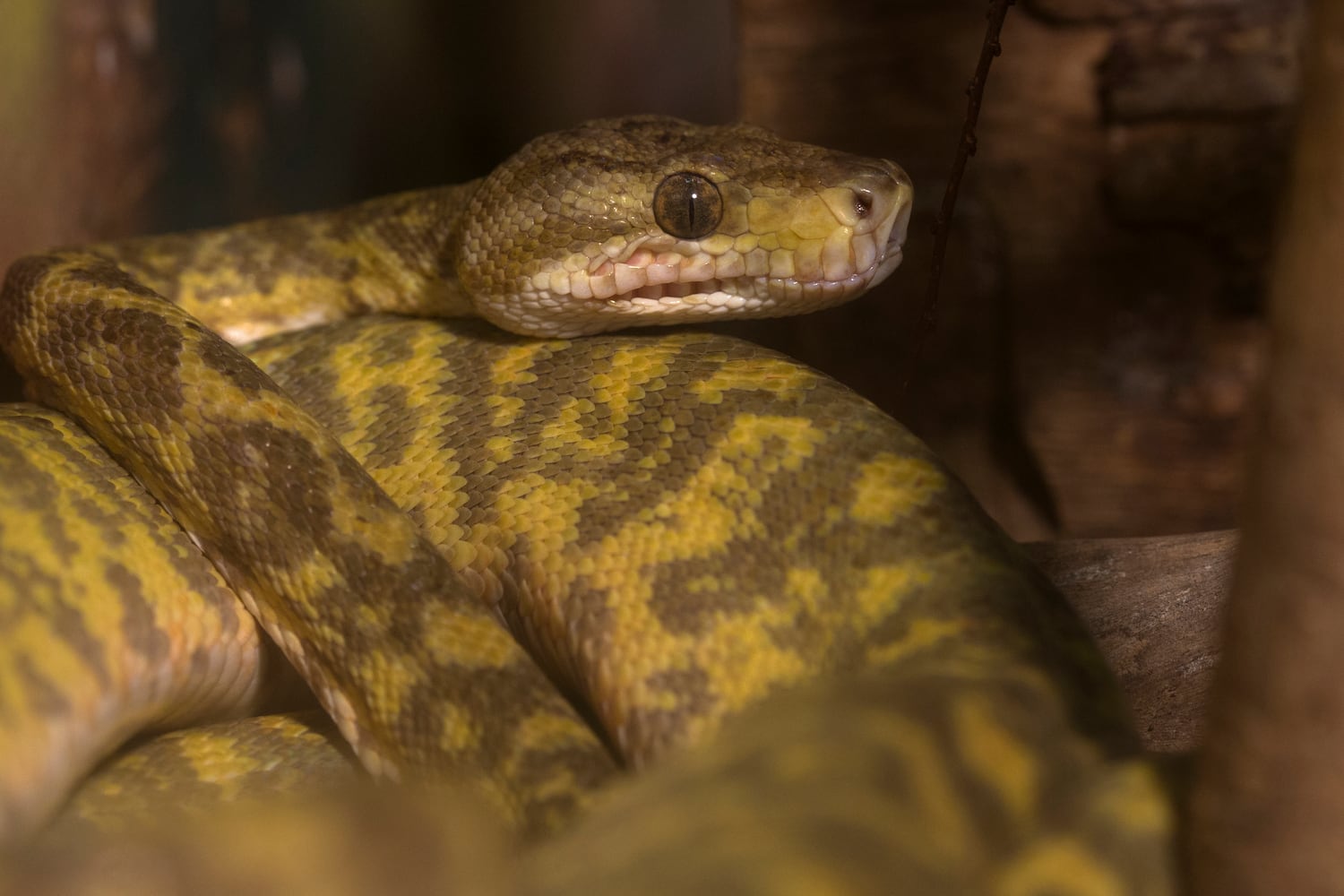 Amelia the Amazon tree boa