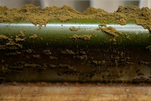 Tea leaves are processed on a conveyer belt at a tea factory in Nilgiris district, India, Thursday, Sept. 26, 2024. (AP Photo/Aijaz Rahi)