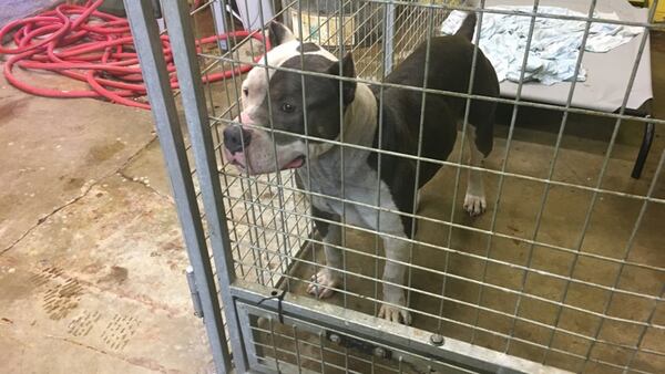 The dog that attacked a 6-year-old Georgia boy in Springfield is quarantined at the Clark County Dog Shelter and will remain there for the next 10 days. (Photo: Springfield News-Sun)