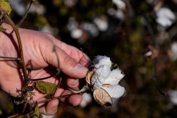 FILE - Farmer Chris Hopkins observes cotton bolls before being harvested in a field he owns, Friday, Dec. 6, 2024, near Lyons, Ga. (AP Photo/Mike Stewart, FIle)