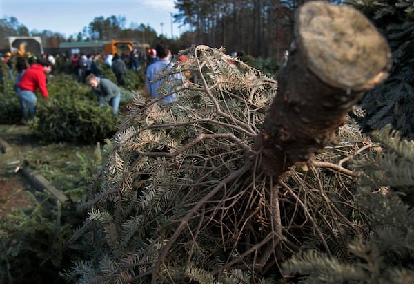 A Christmas tree rests in a pile as volunteers help chip trees during the 2011 edition of the 'Bring one for the Chipper' recycling event at Lawrenceville's Bethesda Park.