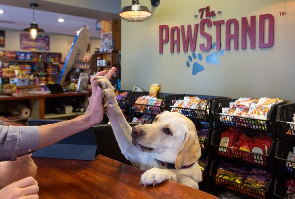 PJ the Pack Leader (@pjthepackleader on Instagram) is a 2-year-old yellow lab who greets shoppers at The PawStand (Casey Sykes for The Atlanta Journal-Constitution)