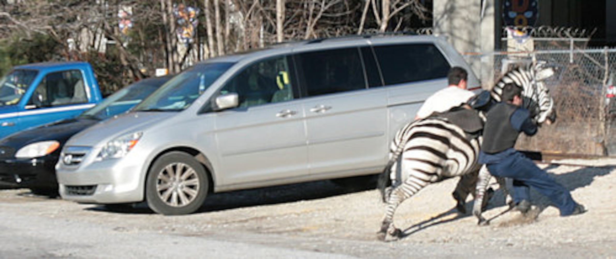 Zebra on the loose in Atlanta