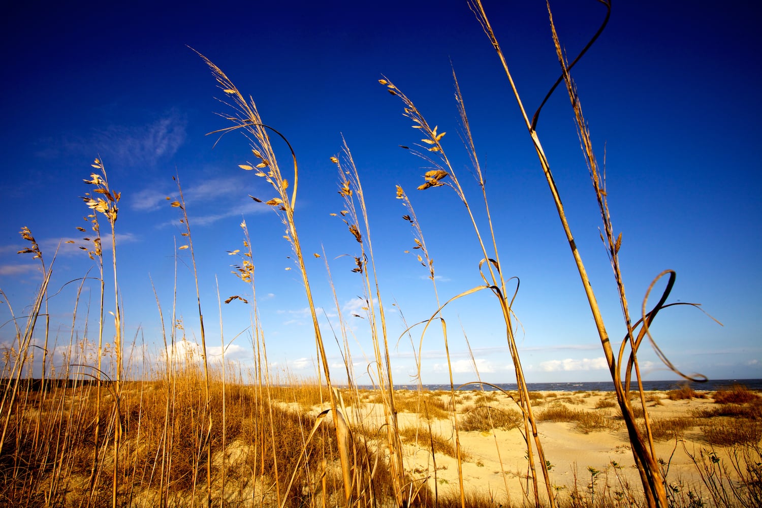 Little St. Simons Island by Britt Brown