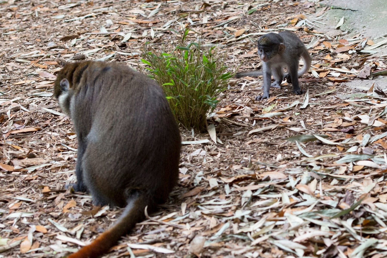 guenon