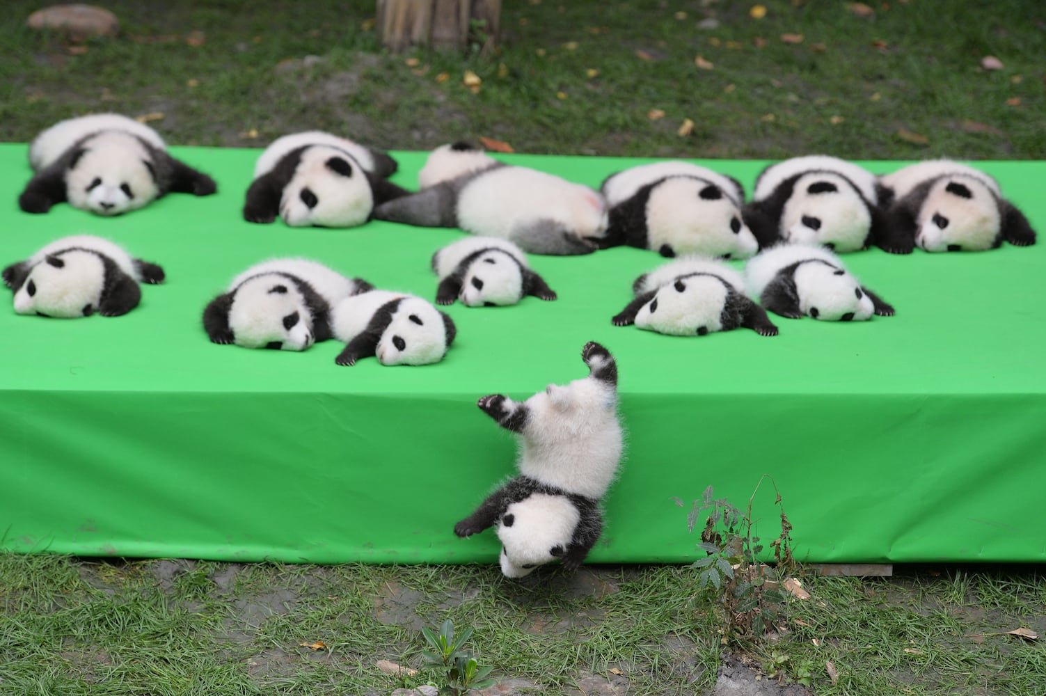 Panda cubs make public debut